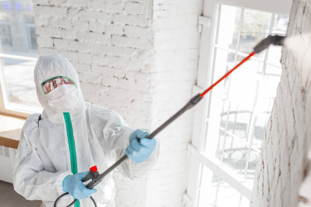 Reliable De Soto, MO Mold Removal Solutions