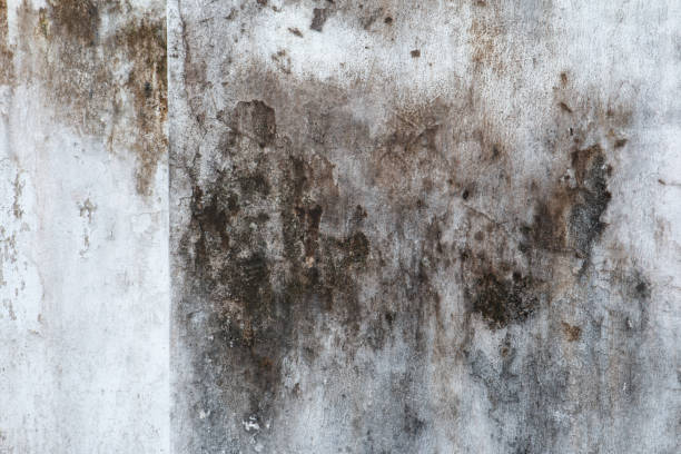 Best Forensic Mold Investigation  in De Soto, MO