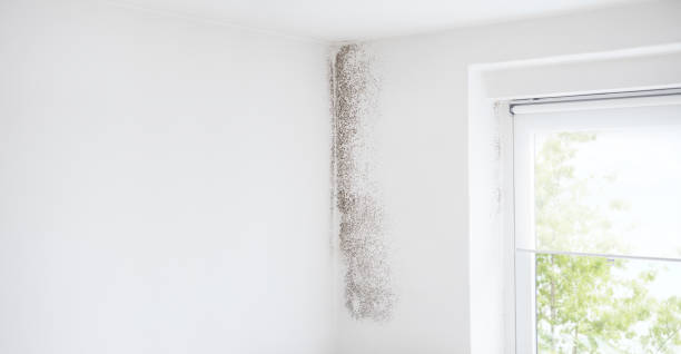 Best Mold Prevention Services  in De Soto, MO