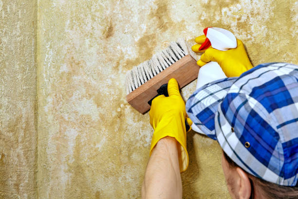 Best Mold Remediation for Healthcare Facilities  in De Soto, MO