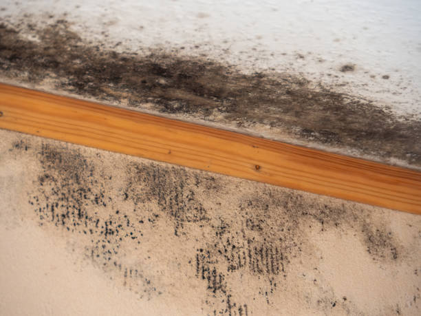 Reliable De Soto, MO Mold Removal Solutions